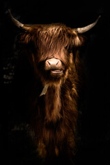 Close-up eines Schottischen Hochlandrindes (Bos taurus)