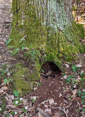 Yew nest in a tree trunk