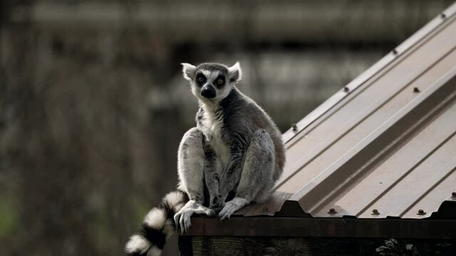 Ring-Tailed Lemur Rested On The Edge Of A House Roof Gutter At Daytime. - Close Up Shot