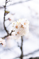 cherry tree blossom