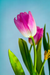 Bunch of tulip flowers