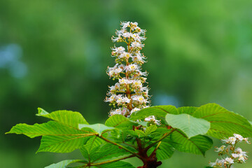 Chestnut flower on blurred background