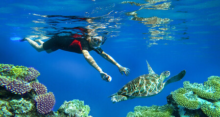 woman snorkeling and turtle underwater - obrazy, fototapety, plakaty