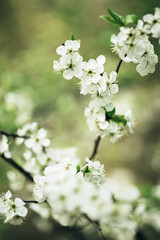 White Young Spring Flowers Growing In Branch Of Tree in Forest