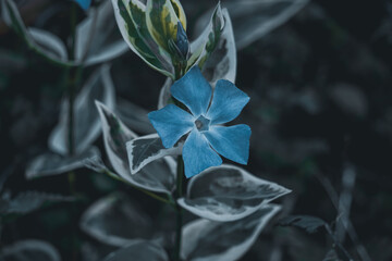 blue flower plant in the garden in spring season