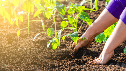 Gardeners hands planting and picking vegetable from backyard garden. Gardener prepares soil for seeding