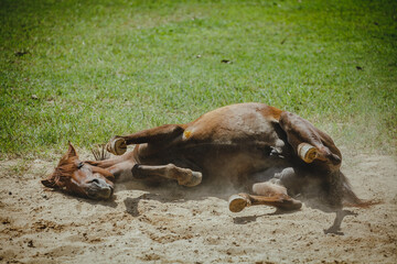 Funny red horse rolling in the sand