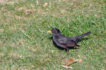 Amsel