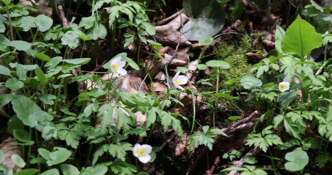 Beautiful white flowers Anemonastrum in the forest on a sunny spring day.