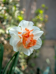 A close-up of a narcissus in a spring garden.