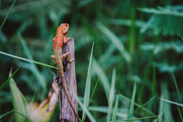 
Close-up  the chameleon sitting on stumps with nature, Asian chameleon