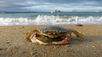 Paddle crab close up on a sandy beach, east coast of New Zealand.