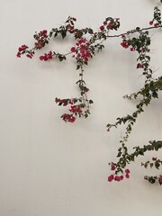 Red flowers branch, leaves on neutral beige concrete wall. Natural floral minimal background.