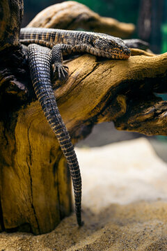 Gerrhosaurus validus - fat-tailed lizard in a terrarium.