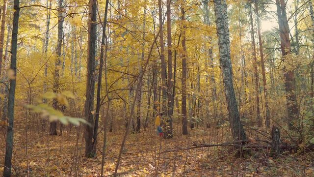 Mom and Child Walk in the Autumn Forest Among Trees and Yellow Foliage. Autumn Family Walk. Unrecognizable People Away Frame