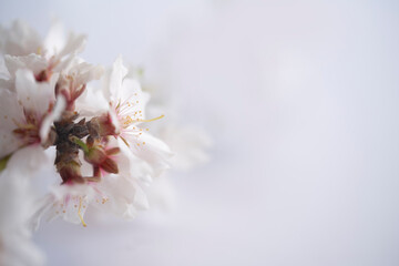 a twig with almond blossoms