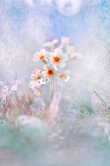   Pierwiosnek Primula, wiosenne kwiaty