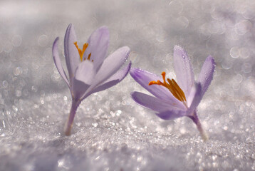 Crochi © Iwona
