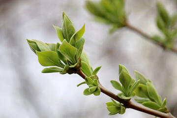 Obraz premium Spring season, green buds and young leaves on the tree branch in a fog. Young nature waking up in the forest
