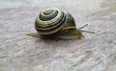 closeup of a snail on a rock
