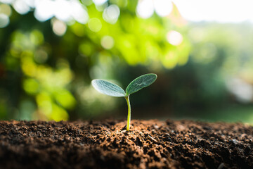 Young trees are growing on the soil in nature.