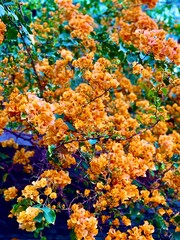 Paper flowers full bloom. Hairy bougainvillea bright yellow, orange blossom Bougainvillea is blooming in the city park at springtime. Selected focus with blur background in asia, tropical country.