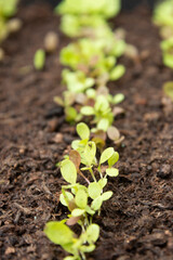 Spring gardening, young lettuce growing in home outdoor garden.