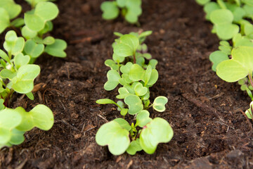 Spring gardening, young lettuce growing in home outdoor garden.