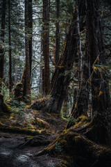 Obraz premium Hiking around Sitka, Alaska. 