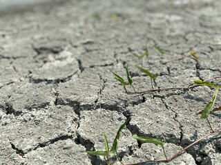 Mudcracks (also known as mud cracks, desiccation cracks or cracked mud) are sedimentary structures formed as muddy sediment dries and contracts. Crack formation also occurs in clay-bearing soils 