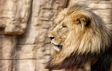Soft focus of a majestic male lion against a rock cliff