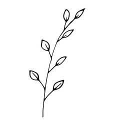 Hand drawn vector botanical illustration. Isolated objects on white.