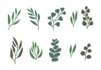 Set of Eucalyptus leaves, textured tree branch, green color illustration isolated on white. Vector