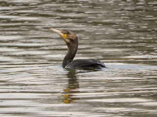 Cormorant