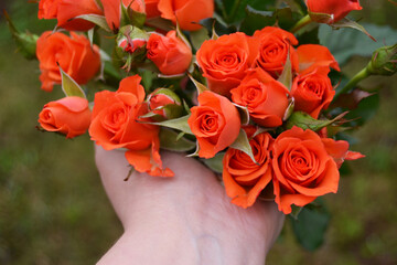 Rosebuds of pink roses in the morning in the girl's hand. Mother's Day, Valentine's Day, Birthday...