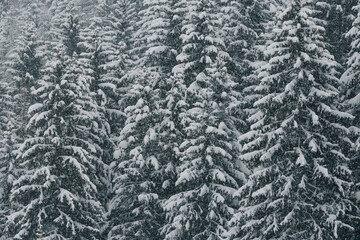 Snow covered forest