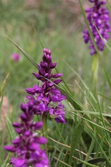 orchidées en Auvergne, Orchis mâle