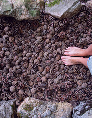 Feet massage standing on the pine cones