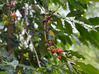 The Arabica Coffee Bean On The Coffee Tree In The Garden, it is considered as a bush or shrub that...