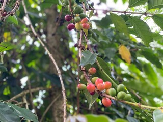 The Arabica Coffee Bean On The Coffee Tree In The Garden, it is considered as a bush or shrub that grows up to 3 metres tall. The green berries are not ripe and unready for picking