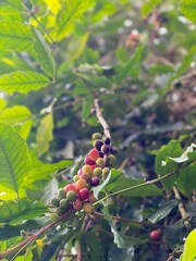The Arabica Coffee Bean On The Coffee Tree In The Garden, it is considered as a bush or shrub that grows up to 3 metres tall. The green berries are not ripe and unready for picking