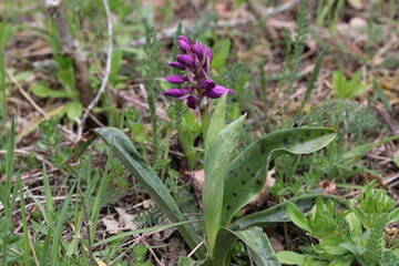 orchidées en Auvergne, Orchis mâle