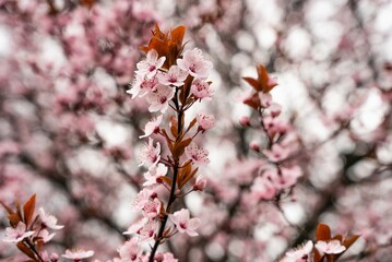 Beautiful Cherry Blossoms Tree In Spring. A close-up of cherry blossom trees in the springtime.