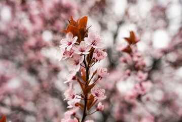 Beautiful Cherry Blossoms Tree In Spring. A close-up of cherry blossom trees in the springtime.