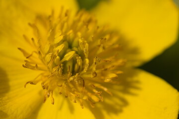 Caltha palustris flowers in the swamp