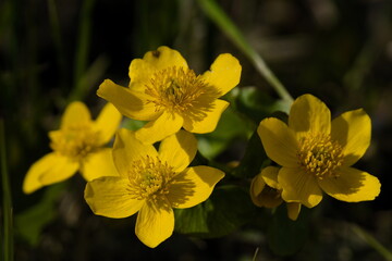 Caltha palustris flowers in the swamp
