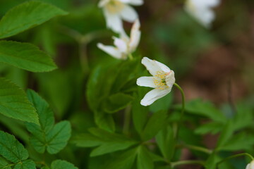 white windflowers in the forest