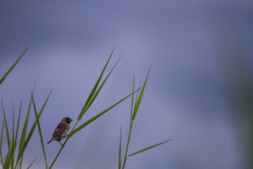 House sparrow perched on a tree branch