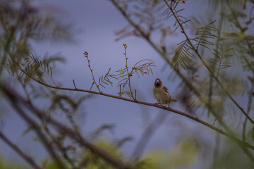 House sparrow perched on a tree branch