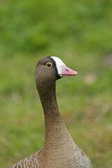 Closeup portrait of the lesser white-fronted goose (Anser erythropus) 